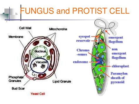 fungi like protists diagram 
